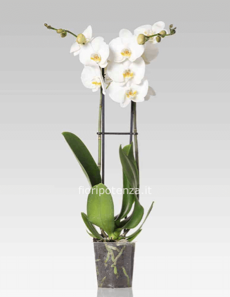 Orchidea PHALAENOPSIS BIANCA a 2 rami