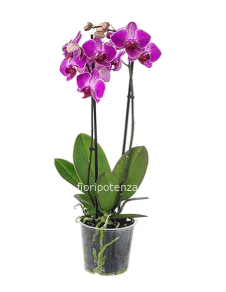 Pianta di PHALAENOPSIS a 2 rami fucsia o altro colore a scelta del cliente e da concordare telefonicamente con il fiorista