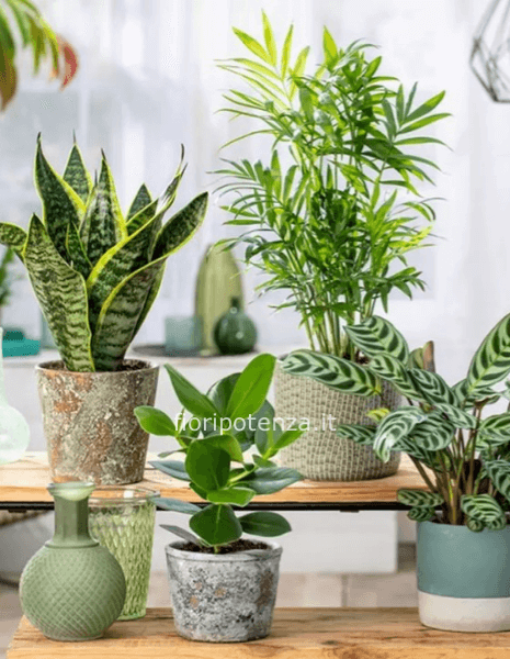 PIANTA VERDE da interno da scegliere telefonicamente con il fiorista