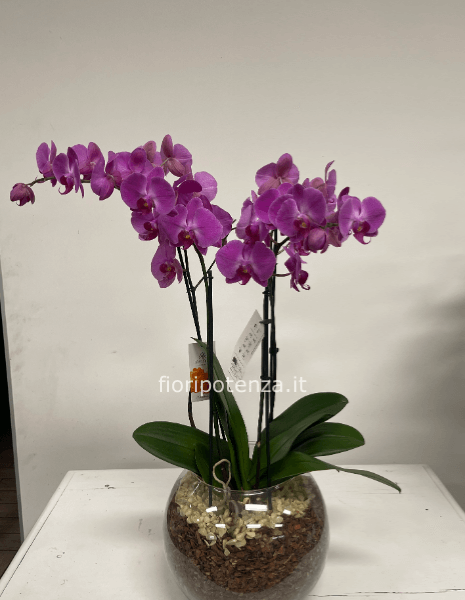 Orchidea PHALAENOPSIS a 4 rami in boule di vetro fucsia o altro colore da concordare con il fiorista