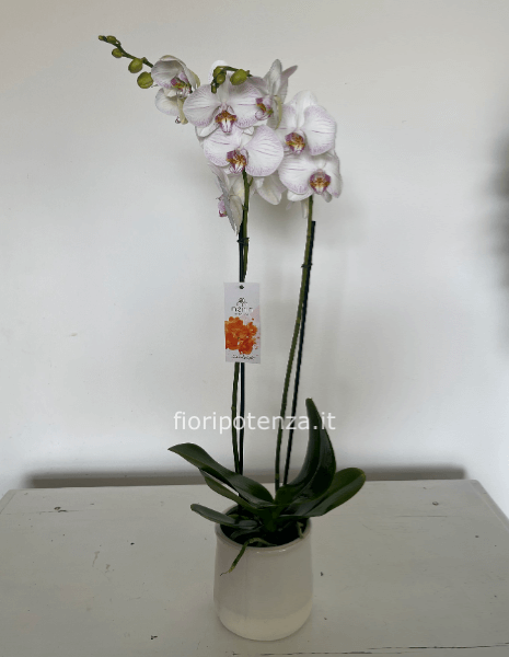 Pianta orchidea Phalaenopsis con portavaso in ceramica