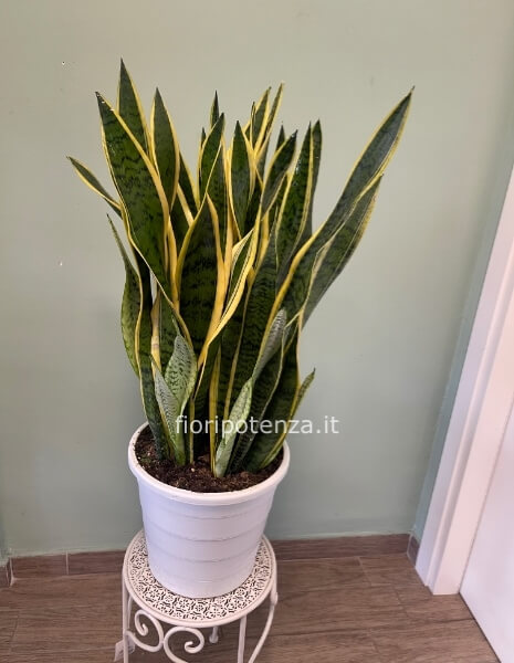 Pianta di SANSEVERIA maxi, h. 90/95 cm (dal vaso), diametro vaso 30 cm