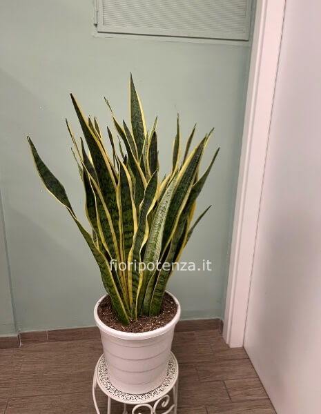 Pianta di SANSEVERIA maxi, h. 100/105 cm (dal vaso), diametro vaso 30 cm