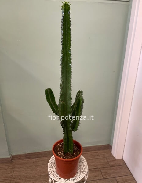 EUPHORBIA ERITREA (pianta grassa con spine), h. 110 cm (dal vaso), diametro vaso 21 cm
