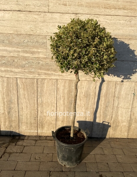 AGRIFOGLIO VARIEGATO AD ALBERELLO -“ILEX AQUIFOLIUM”-, h. 175 cm (dal vaso), diametro vaso 40 cm