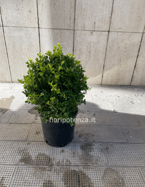 VASO QUADRATO MODERNO ALTO 38X38XH85cm con BOSSO ARTIFICIALE BUXUS A PALLA  38cm