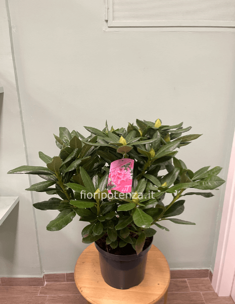 RODODENDRO “COSMOPOLITAN” ROSA, h. 60 cm (dal vaso), diametro vaso 21 cm