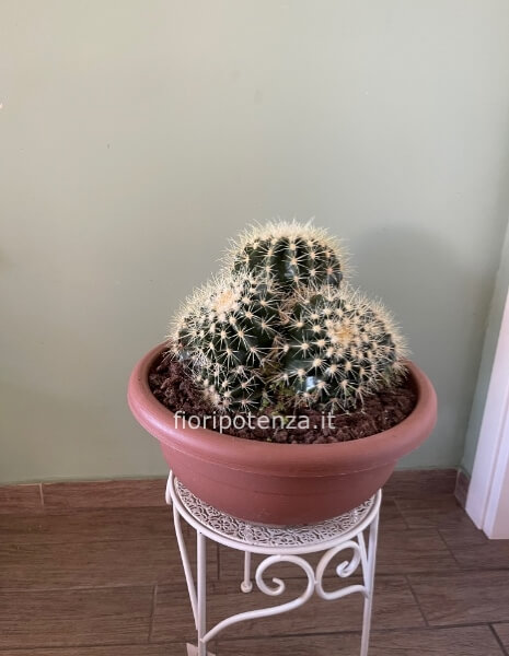 ECHINOCACTUS GRUSONII A 7 TESTE ( “cuscino della suocera”), h. 40 cm (dal vaso), diametro vaso 40 cm