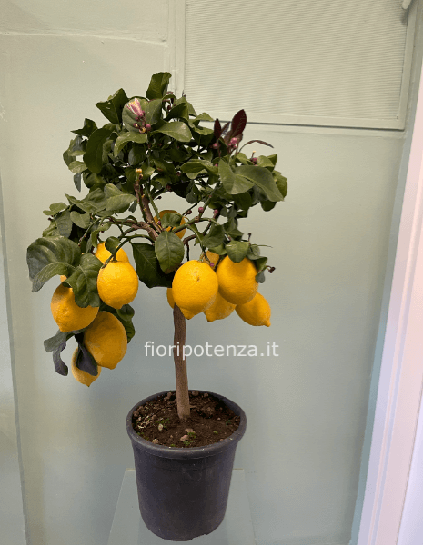 PIANTA DI LIMONI, h. 80 cm circa (dal vaso), diametro vaso 20 cm