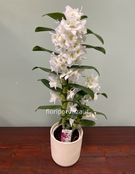 Orchidea DENDROBIUM NOBILE bianco, h. 60 cm (dal vaso), diametro vaso 10 cm