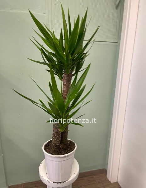 Tronco YUCCA (cosiddetto “tronco della felicità”), h. 110 cm circa (dal vaso), diametro vaso 19 cm