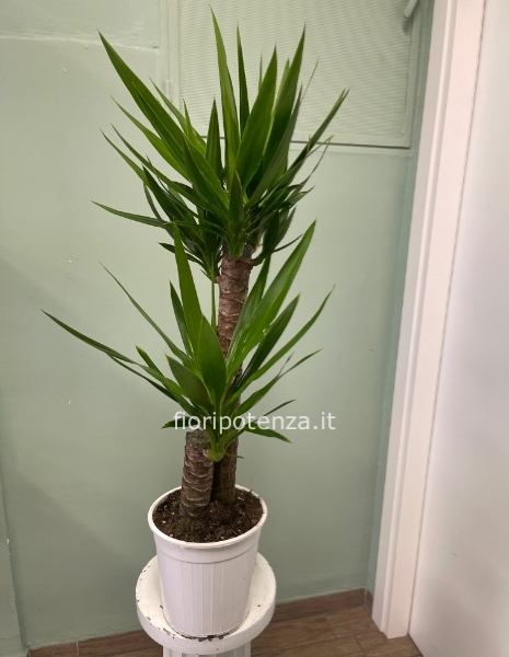 Tronco YUCCA (cosiddetto “tronco della felicità”), h. 110 cm circa (dal vaso), diametro vaso 19 cm