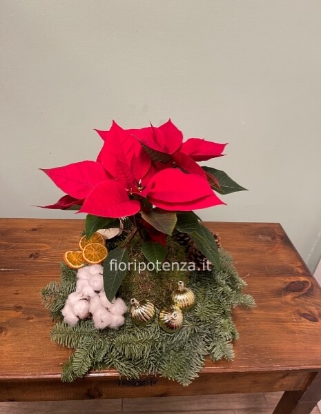 CENTROTAVOLA NATALIZIO CON STELLA DI NATALE