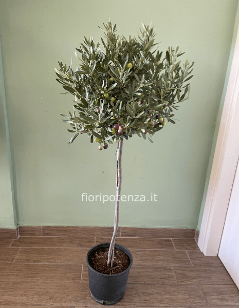 ULIVO AD ALBERELLO, h. 120 cm (dal vaso), diametro vaso 20 cm