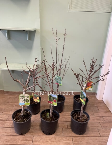 ALBERI DA FRUTTO NANI -CILIEGIO, PESCO, PESCO NOCE, PERCOCO, FICO, ALBICOCCA-