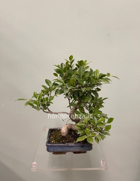 BONSAI PICCOLO FICUS RETUSA, h. 45 cm (dal vaso), vaso 20 cm