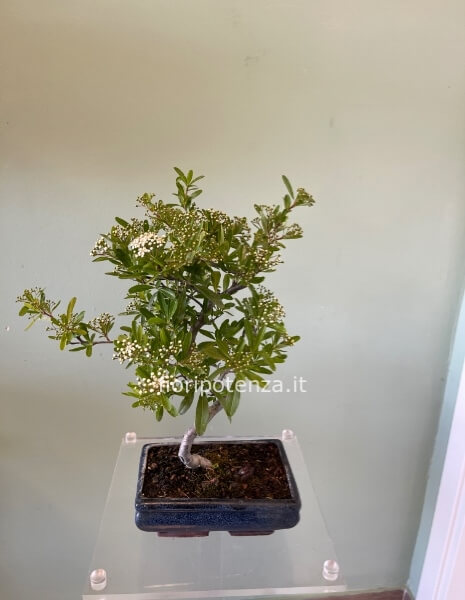BONSAI PICCOLO PIRACANTA, h. 45 cm circa (dal vaso), vaso 20 cm