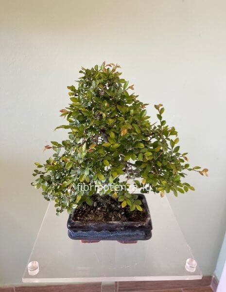 BONSAI PICCOLO OLMO “ZELKOVA SERRATA”, h. 30 cm (dal vaso), vaso 15 cm