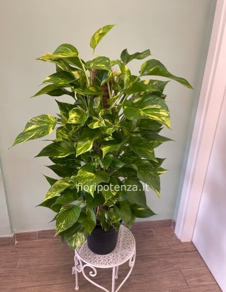 POTHOS AUREA, h. 90 cm (dal vaso), diametro vaso 19 cm