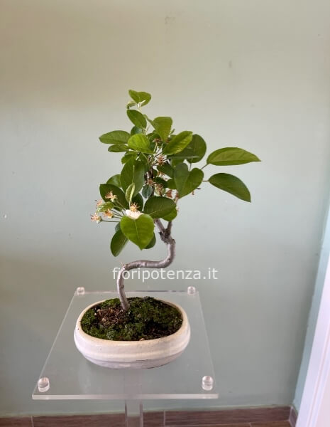 BONSAI MELO, h. 45 cm circa (dal vaso), vaso 20 cm