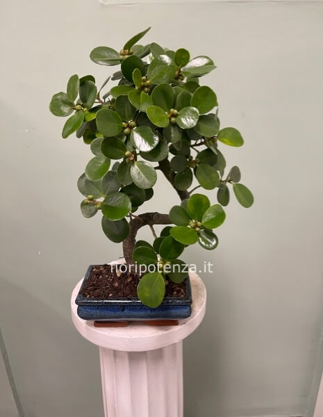 BONSAI PICCOLO FICUS PANDA, h. 40/45 cm (dal vaso), vaso 20 cm