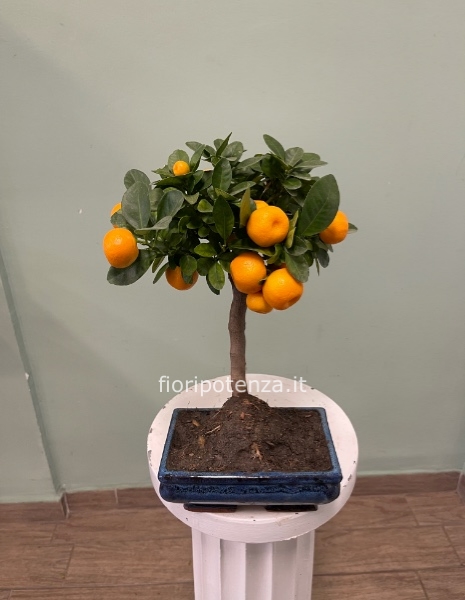 BONSAI CALAMONDINO, h. 35 cm (dal vaso), vaso 17,5X11,5Xh.6 cm