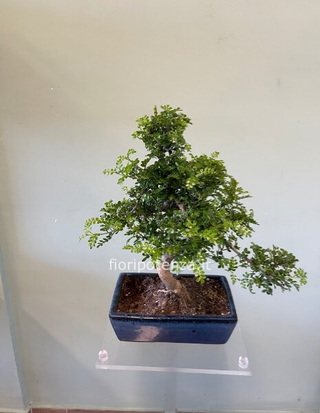 BONSAI MEDIO PEPE, h. 45 cm (dal vaso), vaso 25 cm