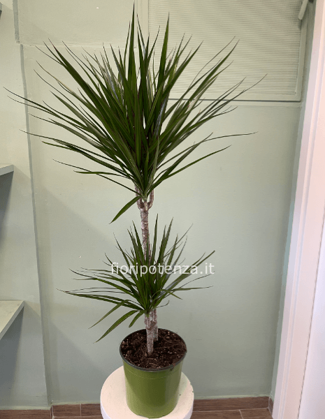 DRACENA MARGINATA A DUE TRONCHI, h. 120 cm (dal vaso), diametro vaso 19 cm