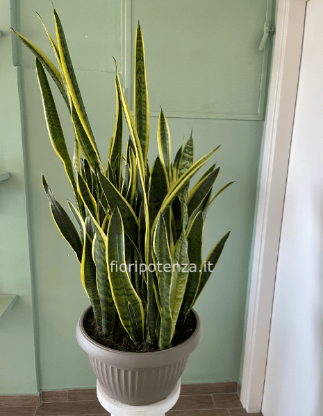 PIANTA DI SANSEVERIA MAXI IN CIOTOLA, h.110 cm (dal vaso), diametro vaso 40 cm