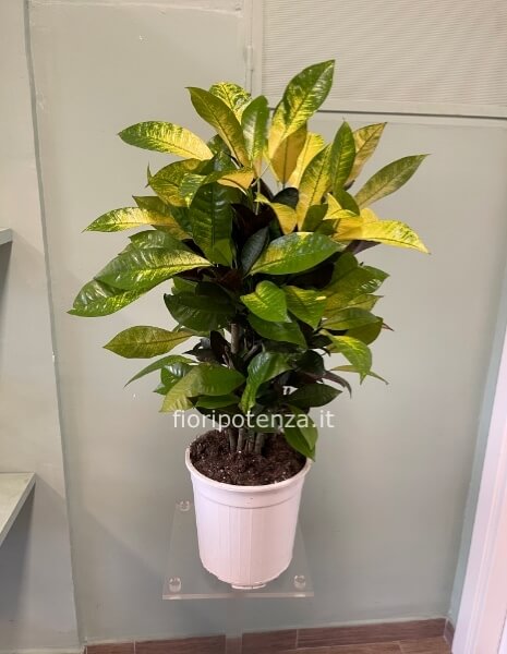 CROTON CODIAEUM VARIEGATO, h. 80 cm circa (dal vaso), diametro vaso 20 cm