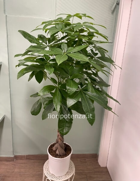 PACHIRA ACQUATICA (“pianta dei soldi