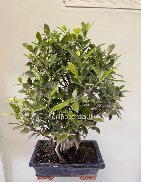 BONSAI MEDIO GRANDE FICUS RETUSA, h. 60 cm circa (dal vaso) vaso 30 cm