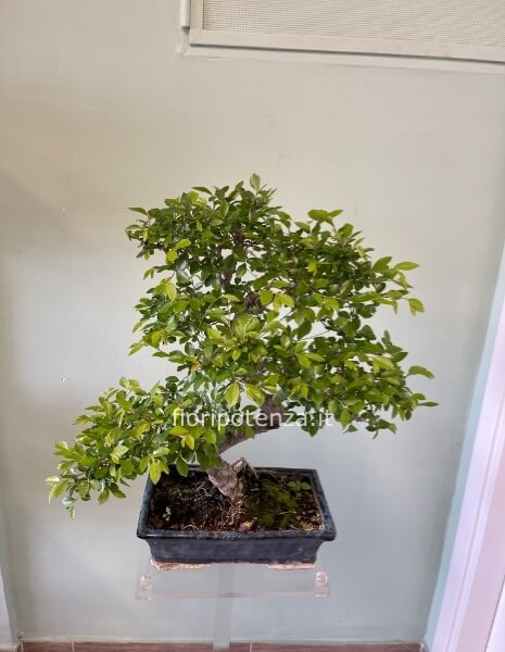 BONSAI MEDIO GRANDE OLMO