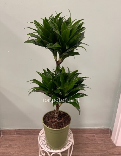 DRACENA JANET GRAIG COMPACTA a due tronchi, h. 80 cm circa (dal vaso), diametro vaso 19 cm