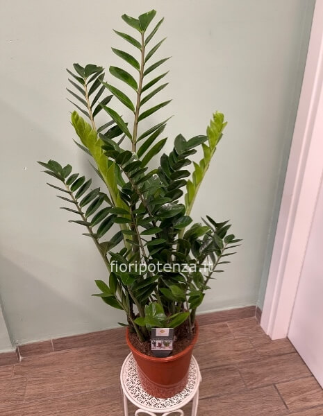 ZAMIOCULCAS, h. 110 cm circa (dal vaso), diametro vaso 20 cm