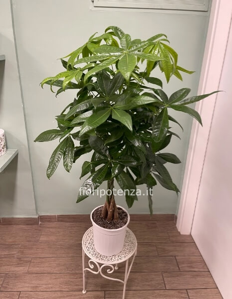 PACHIRA ACQUATICA (“pianta dei soldi