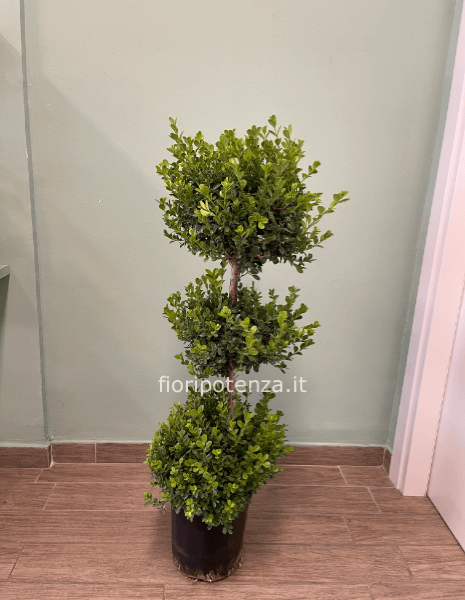 BOSSO A TRE SFERE, h. 110 cm (dal vaso), diametro vaso 20 cm