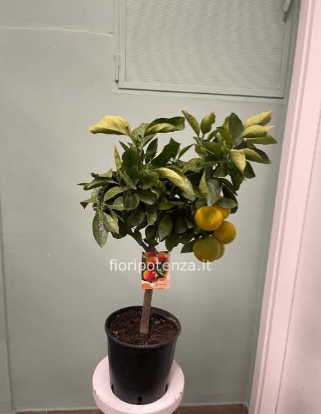 PIANTA DI ARANCIO -CITRUS SINENSIS-, h. 75 cm circa (dal vaso), diametro vaso 20 cm