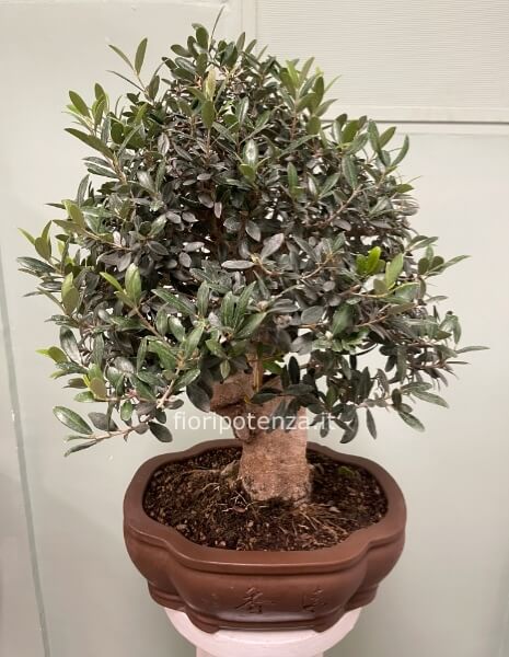 BONSAI MAXI DI ULIVO SPAGNOLO, h. 60 cm (dal vaso), vaso 35 cm