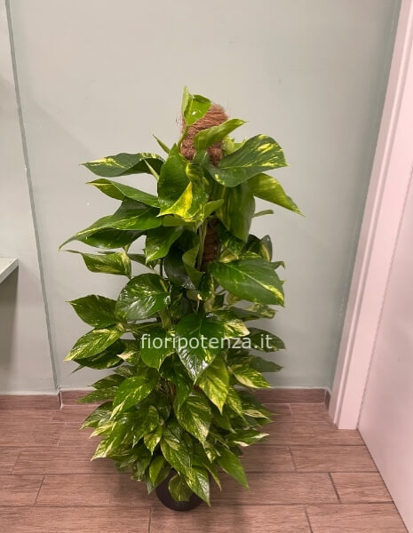 POTHOS AUREA, h. 130 cm circa (dal vaso), diametro vaso 22 cm