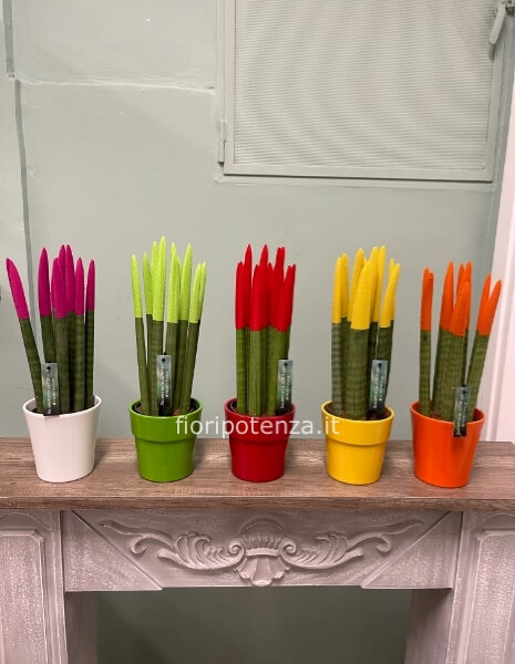 SANSEVERIA CILINDRICA VELVET TOUCHZ IN VASO DI CERAMICA, vari colori, h. 45 cm (dal vaso), diametro vaso 12 cm