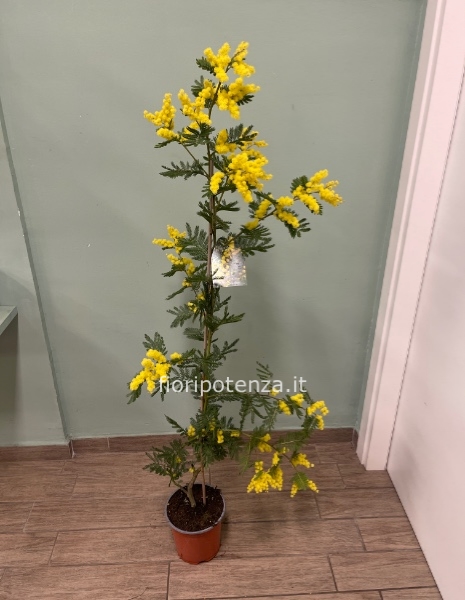 PIANTA DI MIMOSA, h. 130 cm (dal vaso), diametro vaso 18 cm