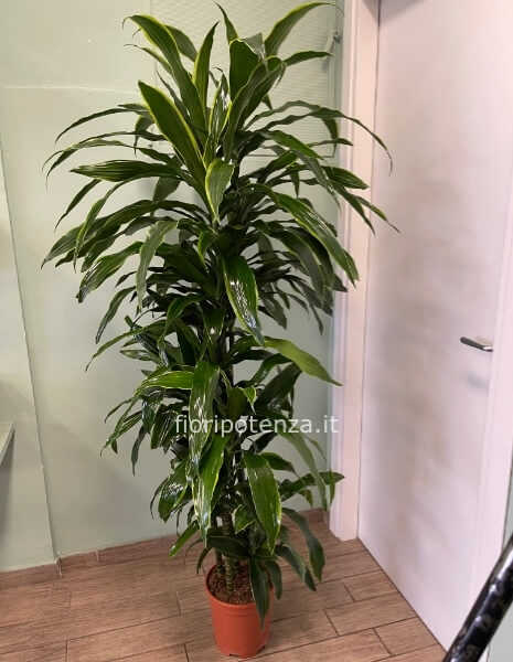 DRACENA DORADO a quattro tronchi, h. 190 cm (dal vaso), diametro vaso 24 cm
