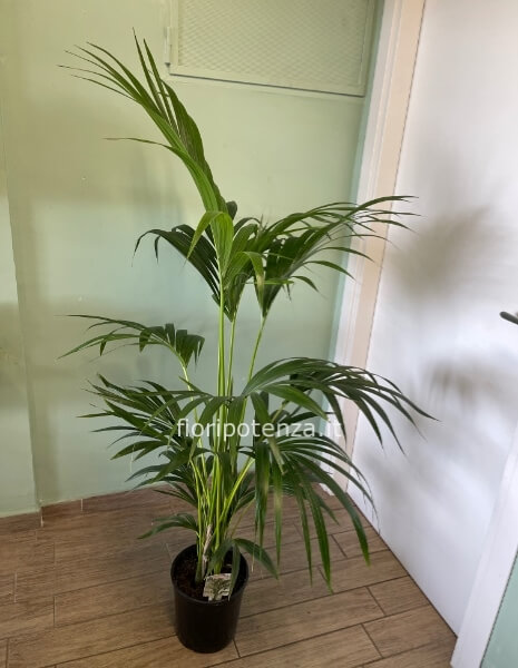 KENTIA forsteriana, h. 165 cm (dal vaso), diametro vaso 21 cm