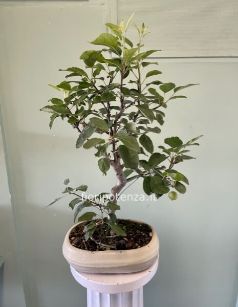 BONSAI MELO, h. 60 cm circa (dal vaso), vaso 25 cm
