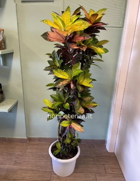 CROTON VARIEGATO, h. 170 cm (dal vaso), diametro vaso 30 cm