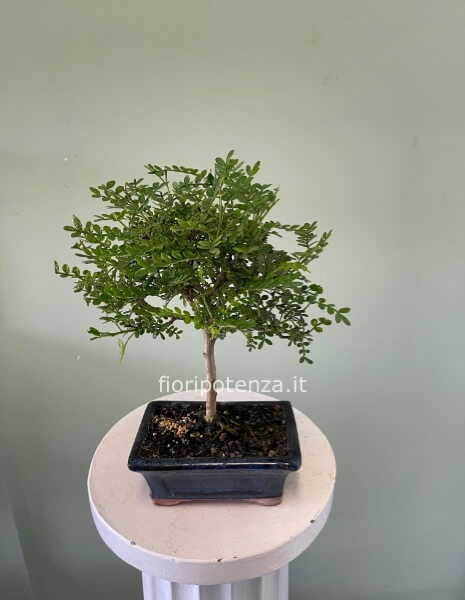 BONSAI PICCOLO PEPE A PALLA, h. 30 cm (dal vaso), vaso 15 cm