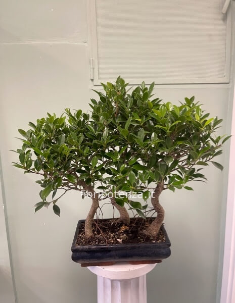 BONSAI FICUS RETUSA A BOSCHETTO, h. 55/60 cm (dal vaso), vaso 30 cm