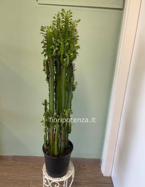 EUPHORBIA TRIGONA RUBRA (pianta grassa con spine), h. 115 cm (dal vaso), diametro vaso 24 cm