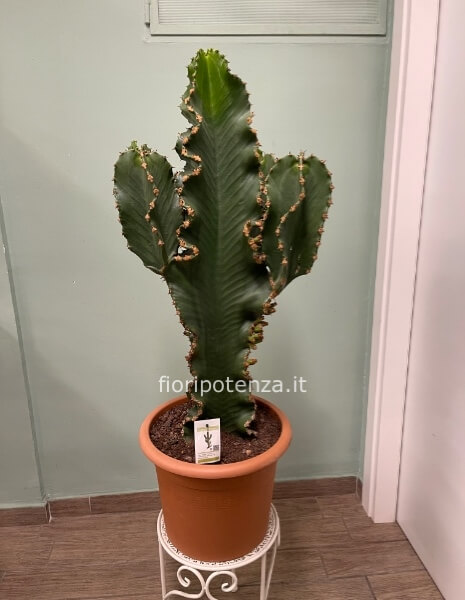 EUPHORBIA INGENS (pianta grassa con spine), h. 110 cm (dal vaso), diametro vaso 35 cm